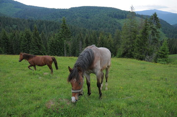 Obraz na płótnie Canvas Horses grazing on Carpathian mountains meadow pasture in summer cloudy day