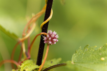 Greater dodder, Cuscuta europaea