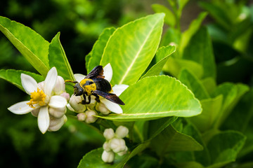 Carpenter bee on lemon flower