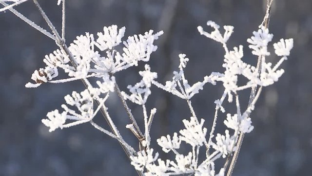 Ice crystals on frozen grass blades in winter