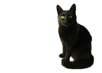 Black Cat in front of a white background