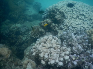 Naklejka na ściany i meble beautiful colorful coral reef in sea