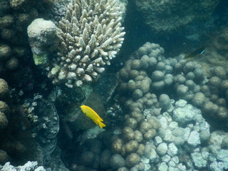 beautiful colorful coral reef in sea
