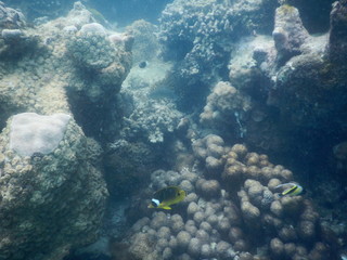 beautiful colorful coral reef in sea
