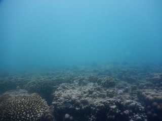 beautiful colorful coral reef in sea