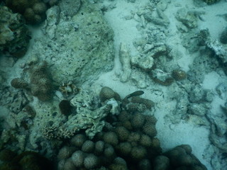 beautiful colorful coral reef in sea