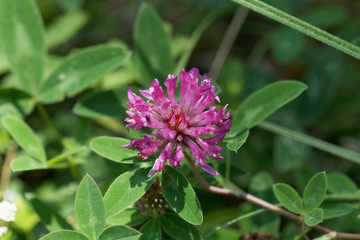 Red clover flower, Trifolium pratense