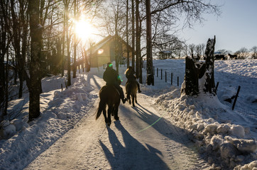 Two people riding horse in group nearby a farm in Oslo Norway. Low sun in winter