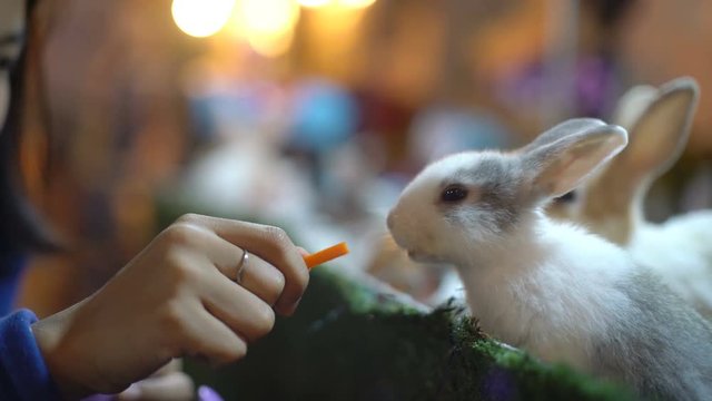 Young Asian Woman feeding rabbit with carrot close-up 4k UHD (3840x2160)
