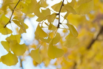 Macro details of autumn Ginkgo leaves in horizontal frame