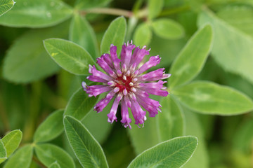 Red clover flower, Trifolium pratense