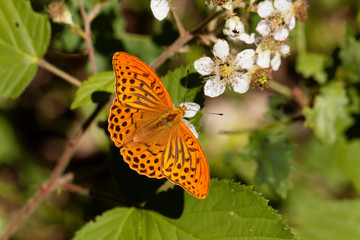 Silver washed fritillary butterfly (Argynnis paphia)