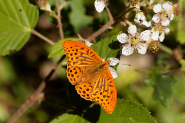 Silver washed fritillary butterfly (Argynnis paphia)