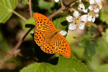Silver washed fritillary butterfly (Argynnis paphia)