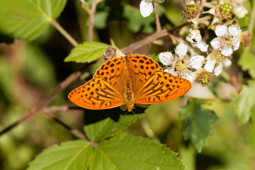 Silver washed fritillary butterfly (Argynnis paphia)