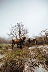 Cows in the fog
