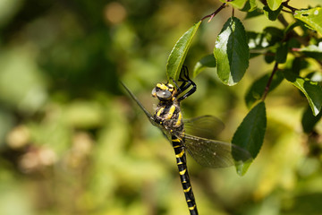 Golden ringed dragonfly (Cordulegaster boltonii)