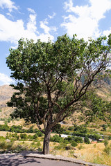 The trunk of the tree is covered with multicolored chewing elastic bands.