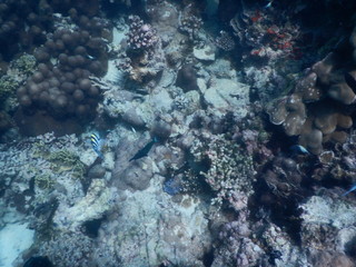beautiful colorful coral reef in sea