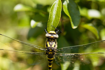 Golden ringed dragonfly (Cordulegaster boltonii)