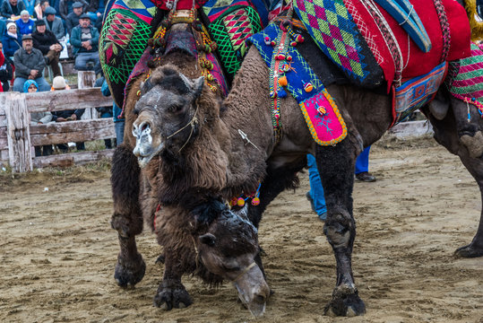 A Turkish Camel Got Prepared For Camels Wrestling