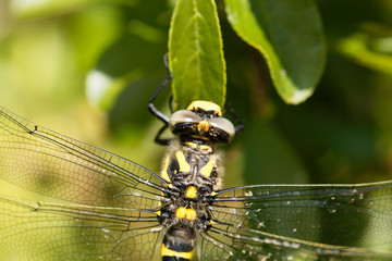 Golden ringed dragonfly (Cordulegaster boltonii)