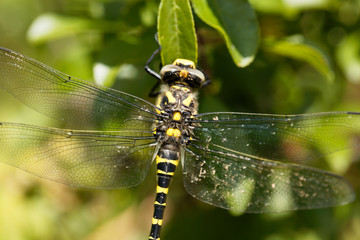 Golden ringed dragonfly (Cordulegaster boltonii)