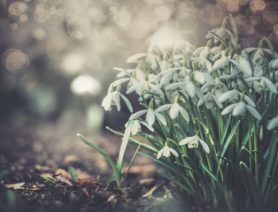 First lovely snowdrops flowers at outdoor nature background in garden, park or forest, front view. Springtime concept