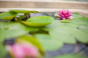 Flower garden in the heart of Northern part of Thailand showcasing natural life and preserved flowers. Beautiful elegance with its class