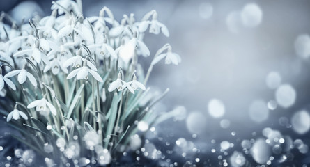 Snowdrops flowers at outdoor nature background with bokeh in garden, park or forest, front view....