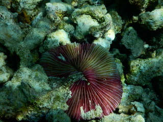 beautiful colorful coral reef in sea