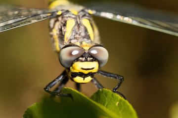 Golden ringed dragonfly (Cordulegaster boltonii)