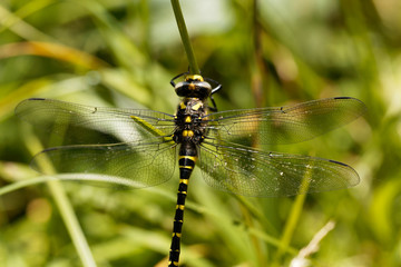 Golden ringed dragonfly (Cordulegaster boltonii)