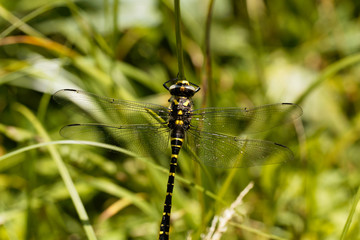 Golden ringed dragonfly (Cordulegaster boltonii)
