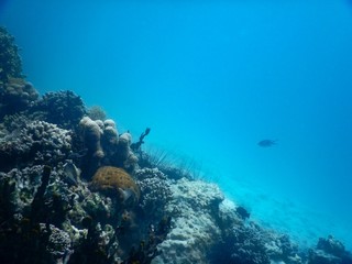 beautiful colorful coral reef in sea
