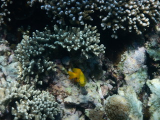 Naklejka na ściany i meble beautiful colorful coral reef in sea