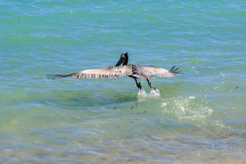 A Pelican Flying out of the Sea