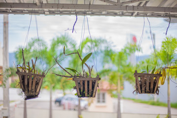 Flower garden in the heart of Northern part of Thailand showcasing natural life and preserved flowers. Beautiful elegance with its class