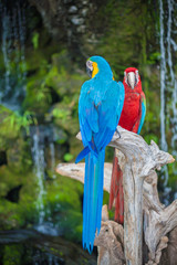 Playful parrot family playing around and very photogenic