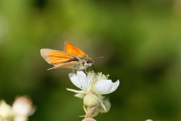 Skipper butterfly (Ochlodes sylvanus)