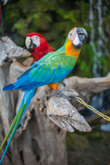 Playful parrot family playing around and very photogenic