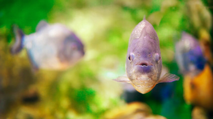 Underwater Closeup Of Piranha Fish