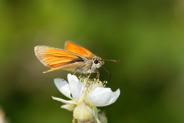 Skipper butterfly (Ochlodes sylvanus)