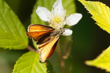 Skipper butterfly (Ochlodes sylvanus)