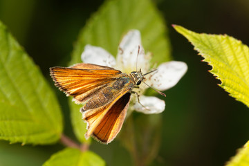 Skipper butterfly (Ochlodes sylvanus)