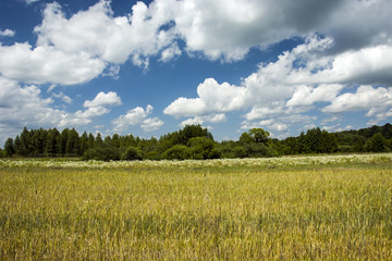 Fototapeta premium Wild meadow, forest and blue sky