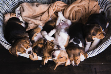 Beagle family sit in basket