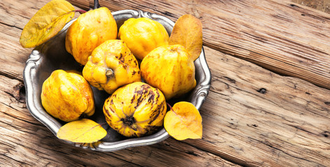 harvest of quince.