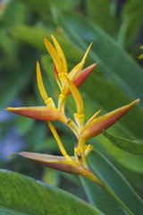 exotisch Blüte auf Bali