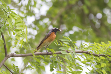  common redstart (Phoenicurus phoenicurus)